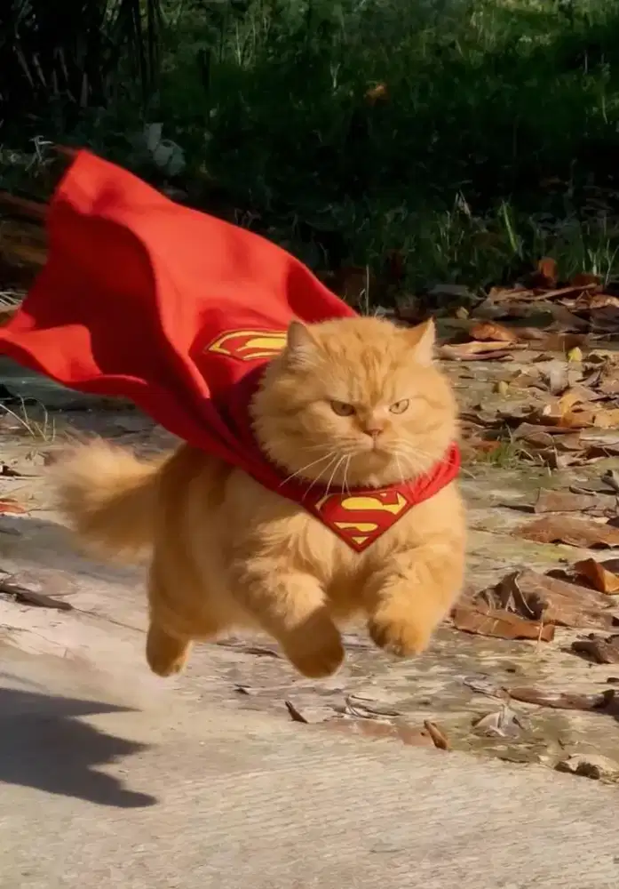 Job seeker / mencari pekerjaan