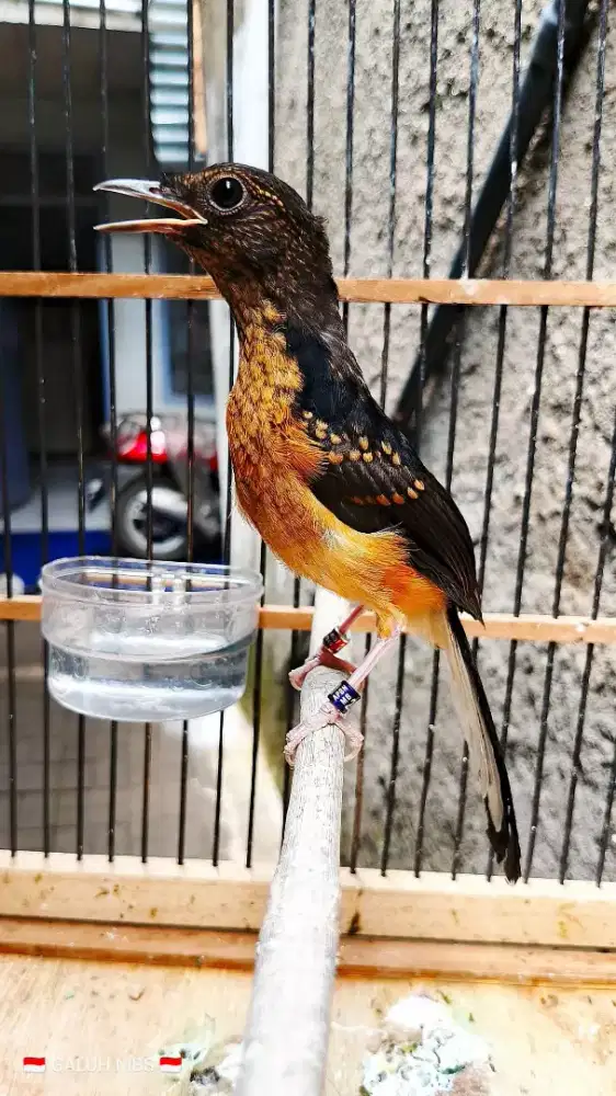 Murai medan trotol jantan ring apbn