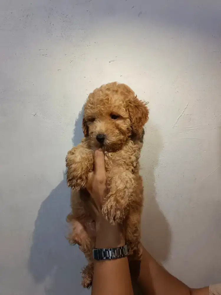 Toy Poodle Apricot