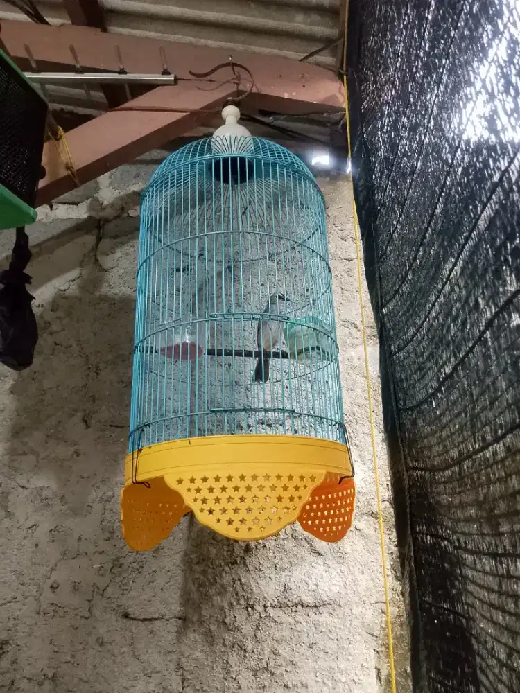 Burung trucuk dan kandang