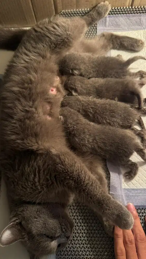 BSH (British Short Hair)