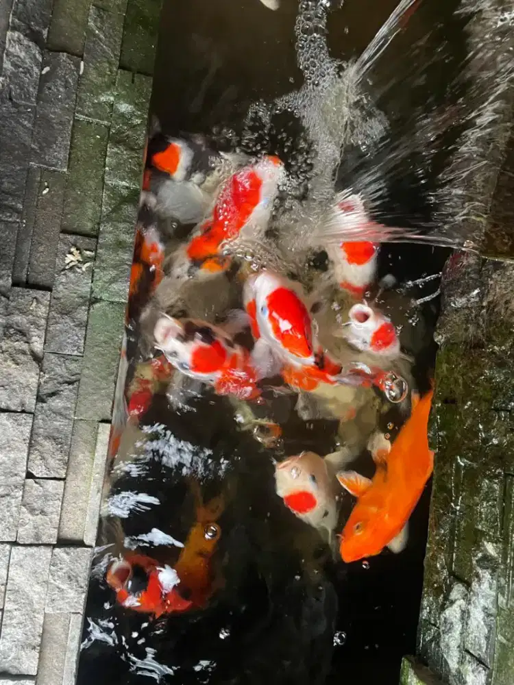 Ikan koi super ada 14 ekor