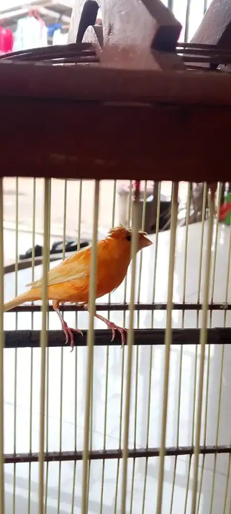 KENARI GLOSTER JAMBUL PAUD JANTAN