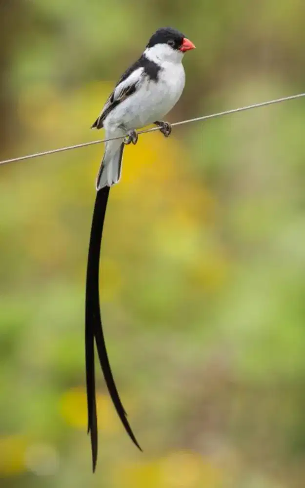 Pin tailed paradise