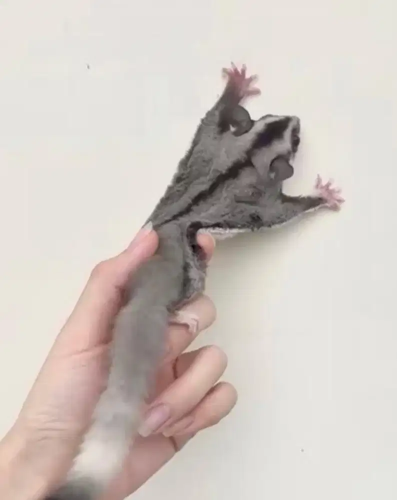 Joey sugar glider liw mozaic betina