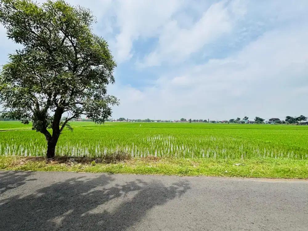 JUAL SAWAH ZONA HIJAU