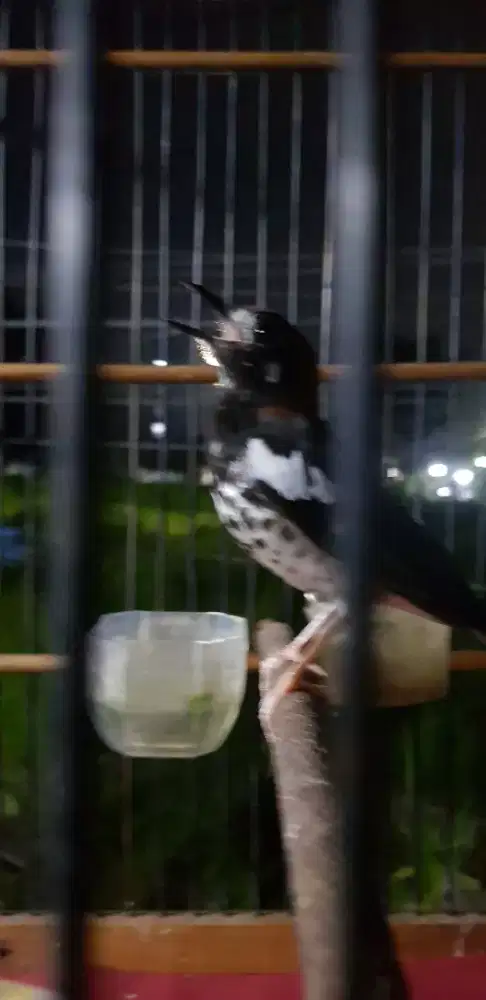 anis kembang pastol jantan