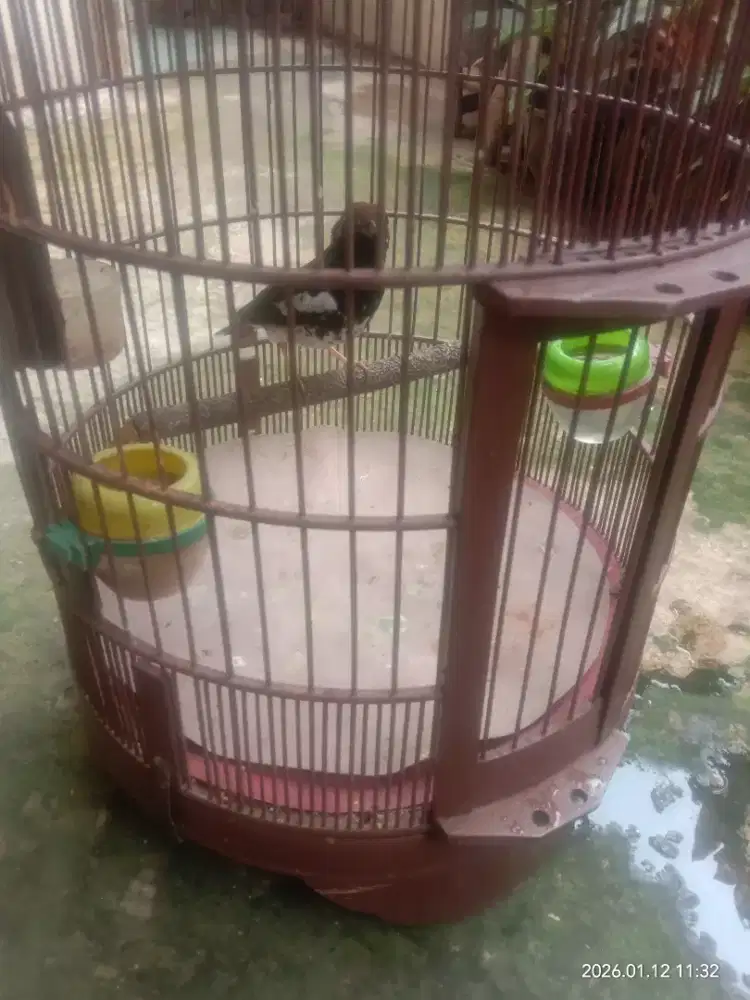 punten ah  p min ngabala mamanawian aya rizkina Ak fs nyada fs