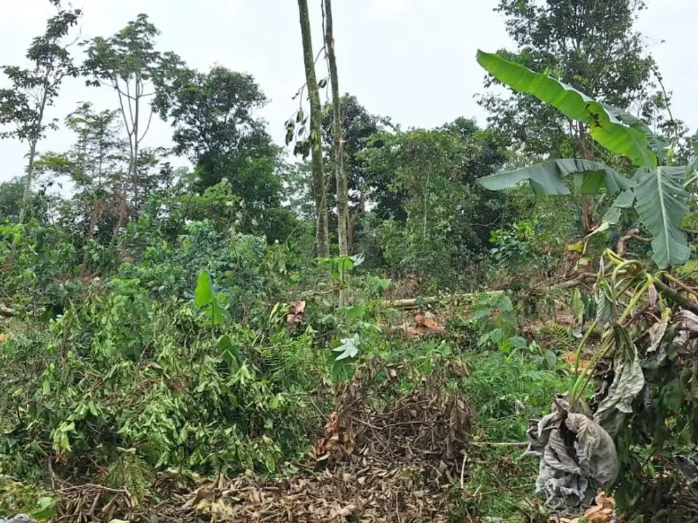 Kavling Cisauk,Hanya 100JTan ,Tepi Jalan,7 Menit Stasiun Jatake