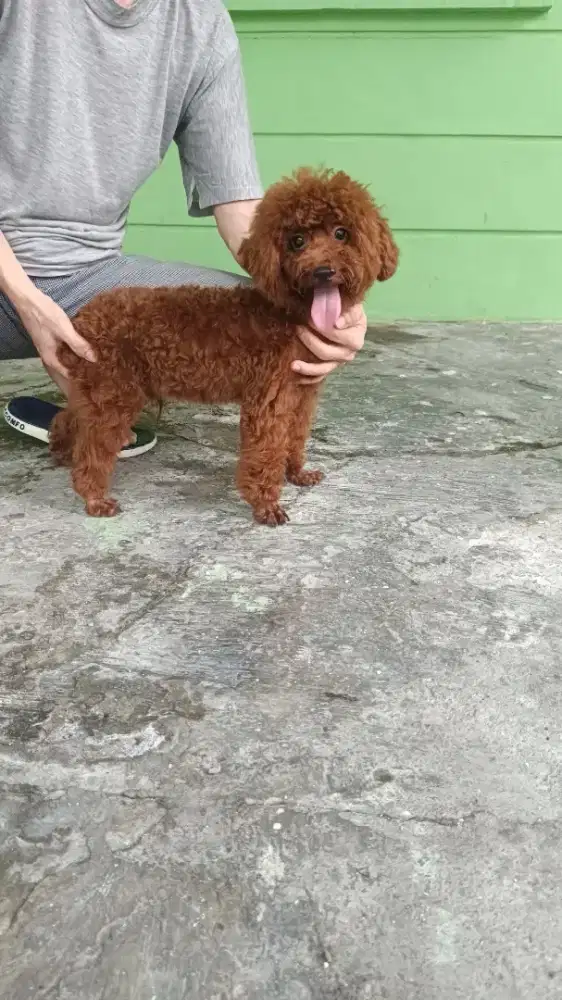 Jual Super Red Poodle Jantan Cucu Import Taiwan