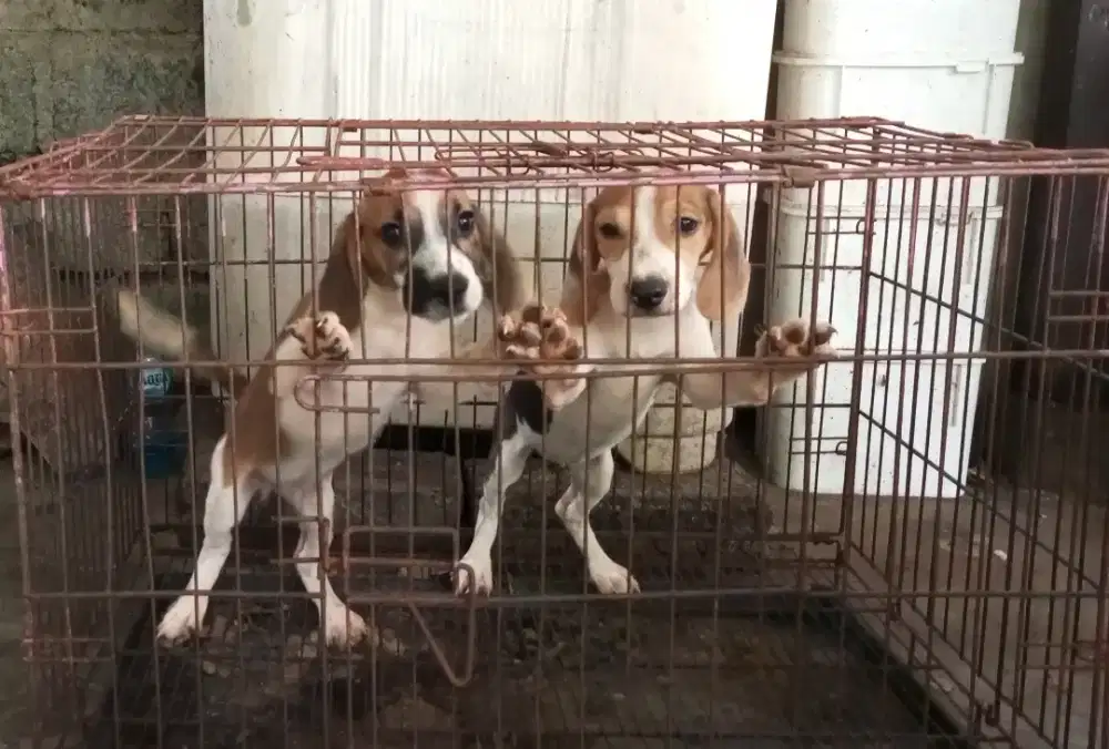 Beagle anakan no stb