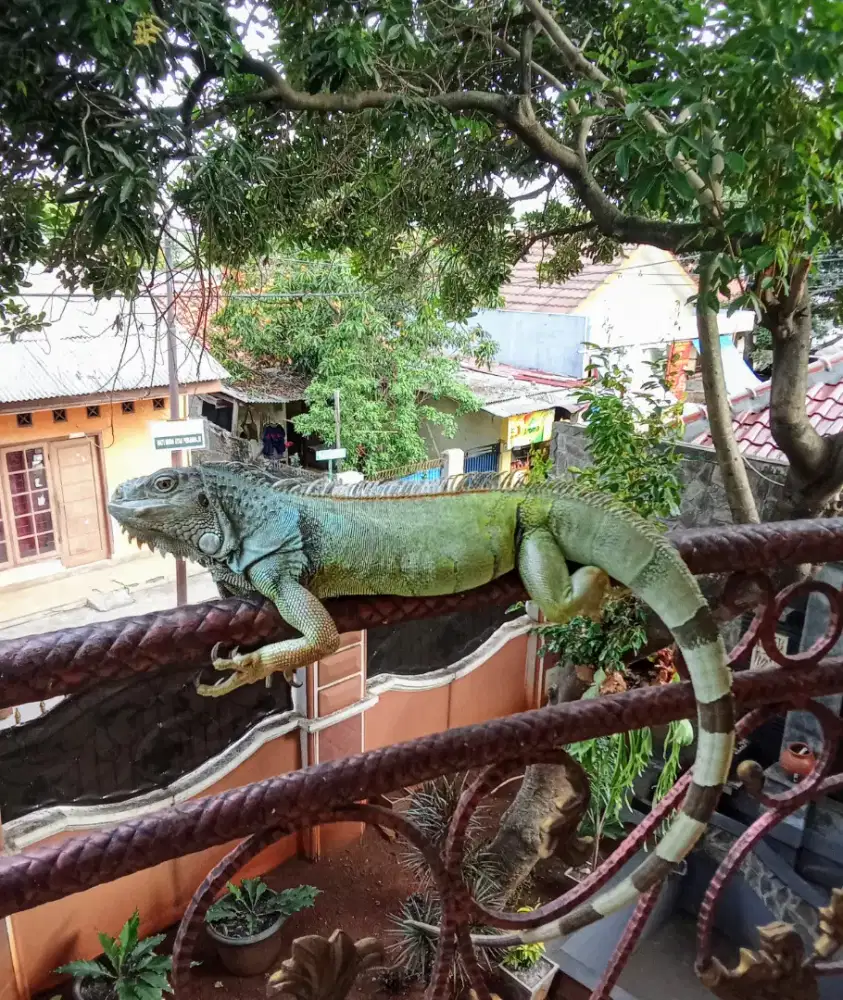 Iguana panjang -+ 100cm