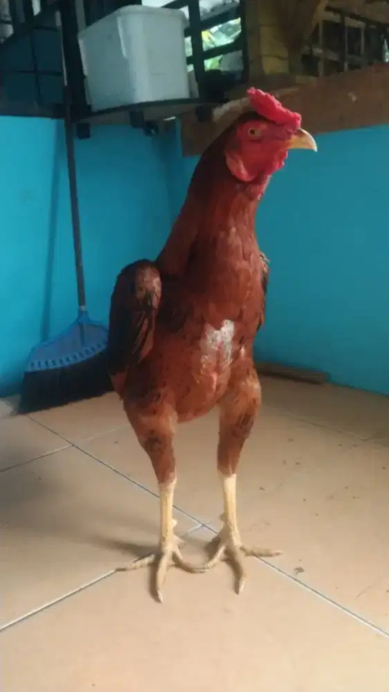 Ayam jago Bangkok x  mangon