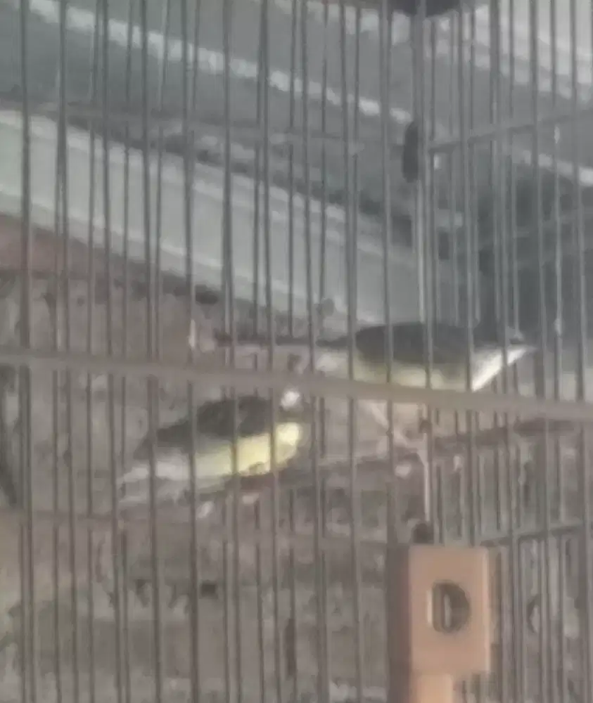 Prenjak putih cisem sepasang bunyi