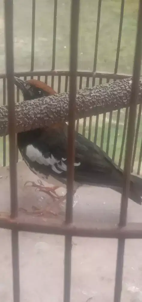 punten ah  p min ngabala mamanawian aya rizkina Ak fs nyada fs