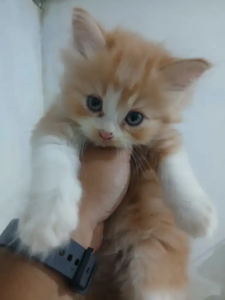 Over adopsi kucing persia 2 bulan stengah