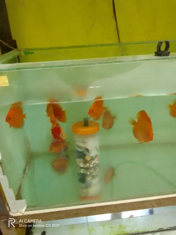 Ikan discus uk2 inch 60 rb per ekor