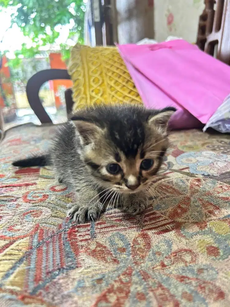 kitten mix dompersmed