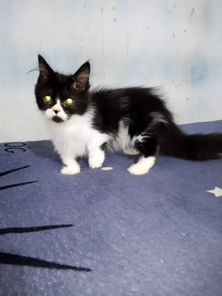 Kitten Munchkin jantan