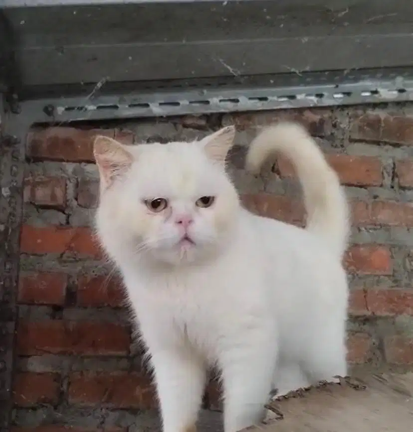 Kucing BSH White Solid Jantan