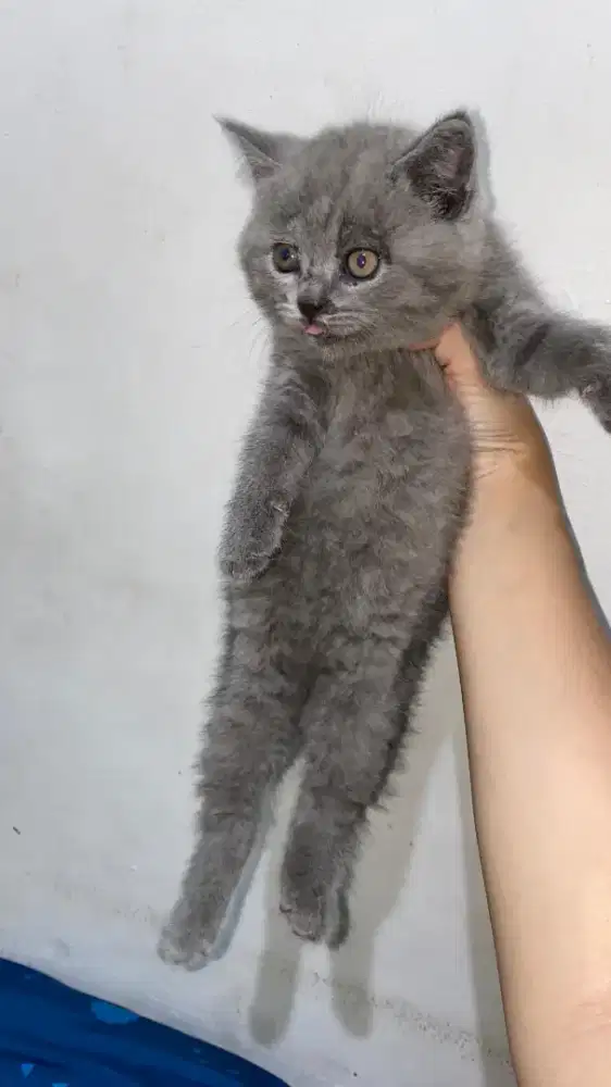 Kucing BSH British short hair