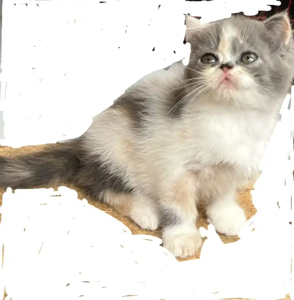 Kitten betina BLH imut gemoy