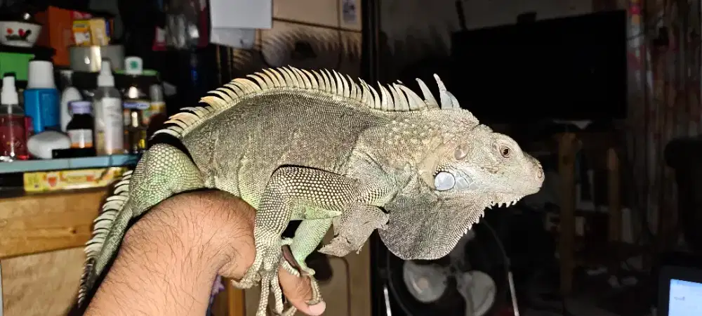 Iguana Tobago dewasa