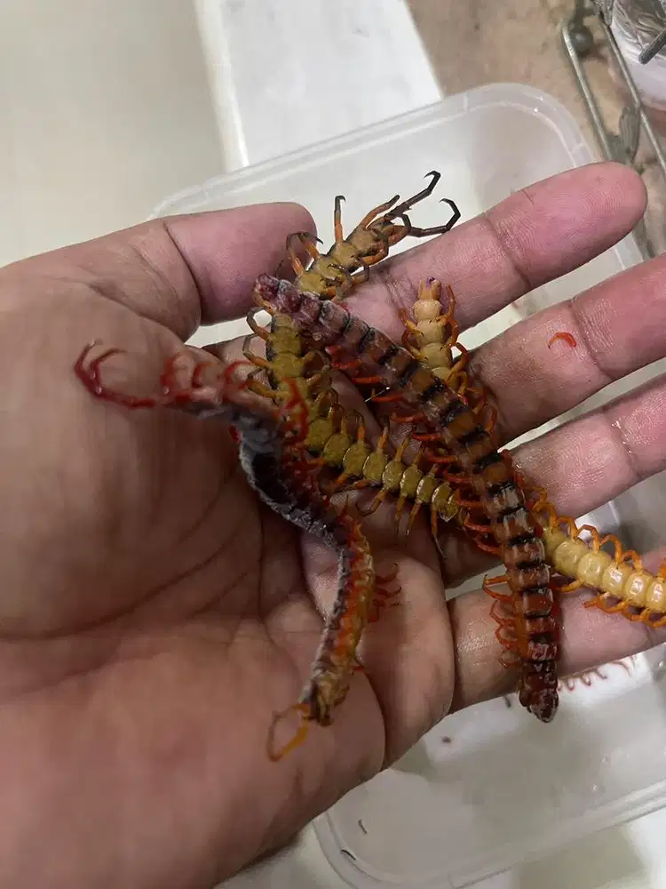 Kelabang Frozen Beku 10ekor