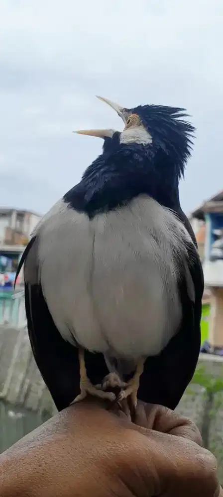 BURUNG SUREN GACOR BISA DI LEPASIN MANTEP
