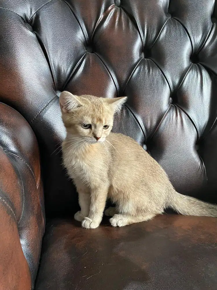 kucing bsh golden jantan bapak ibu impor