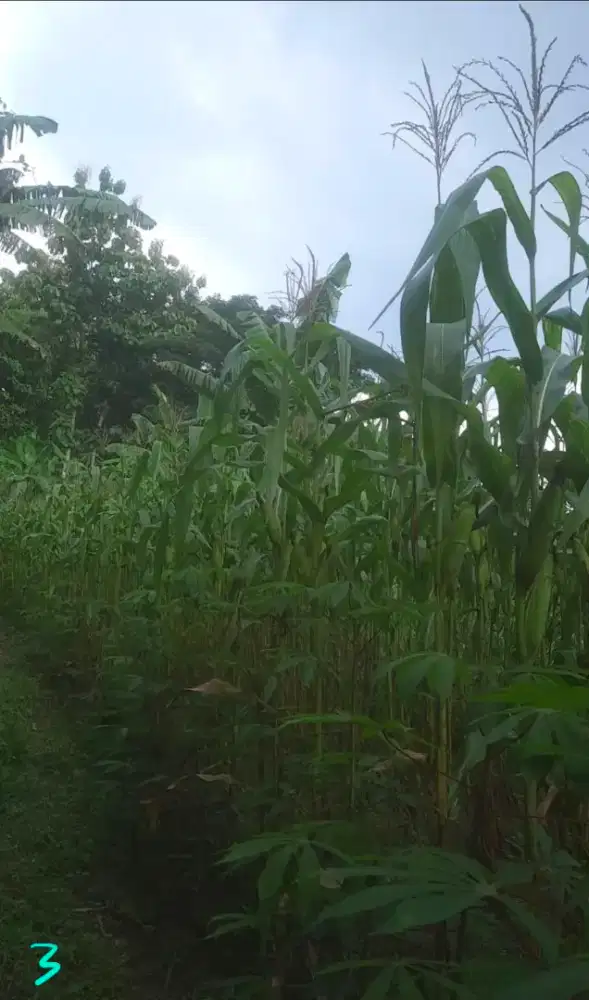 Dijual tanah kebun 2.809m2 dan 954m2