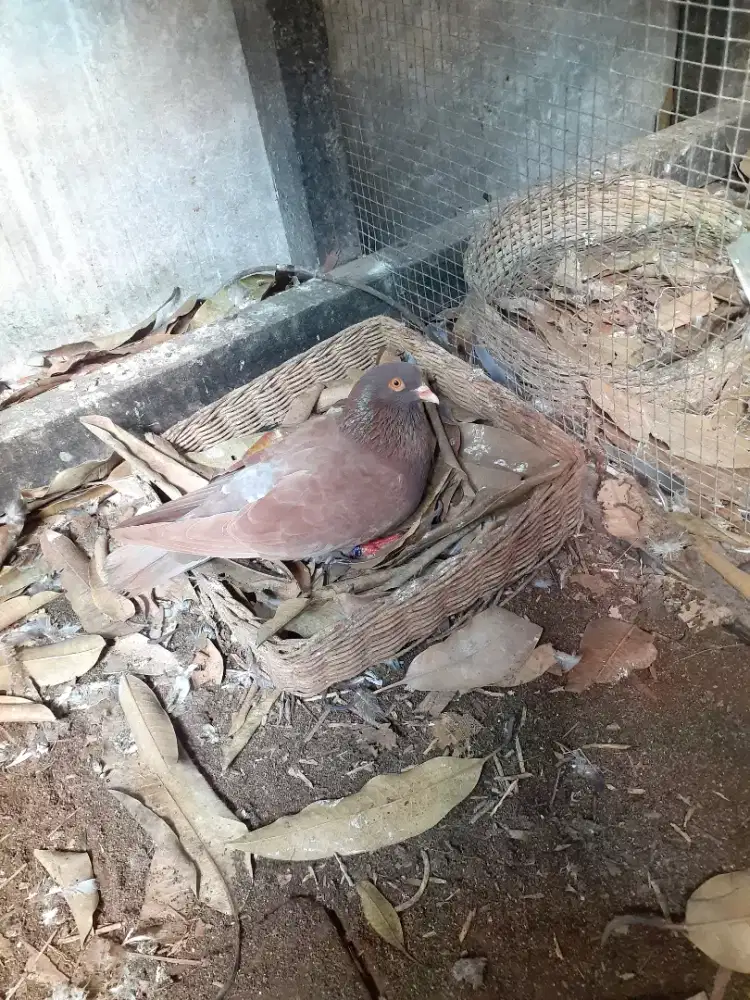 Burung Merpati Tinggian