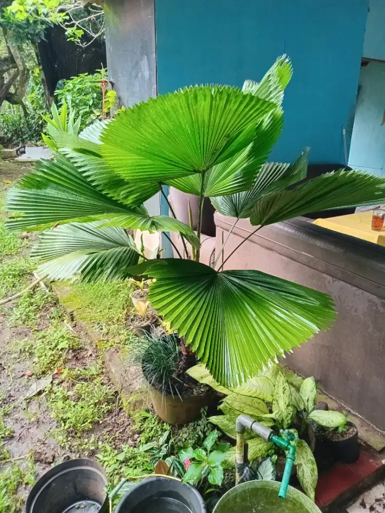 Palm kol 1,2 meter