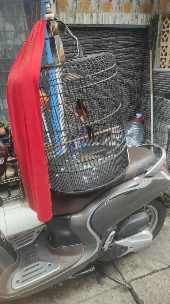 Murai gacor sering menang lomba