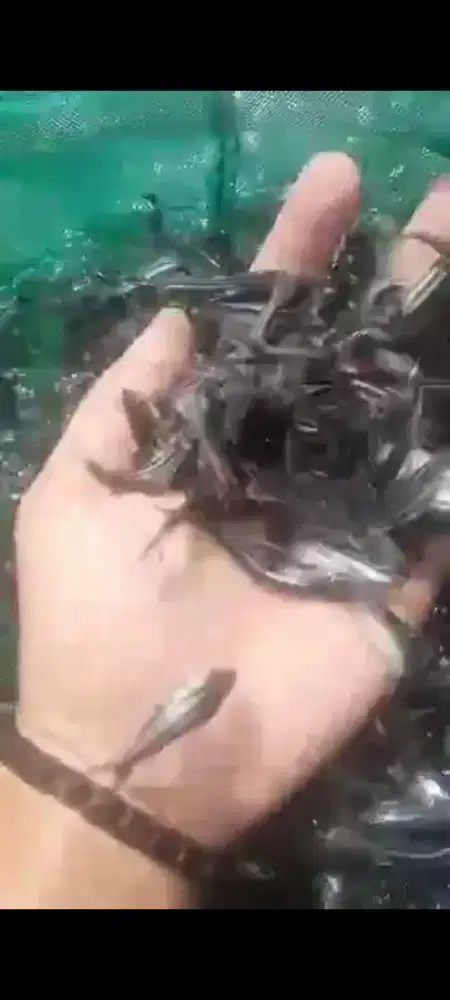 Bibit ikan patin ukur 5 bak sortir bibit unggul