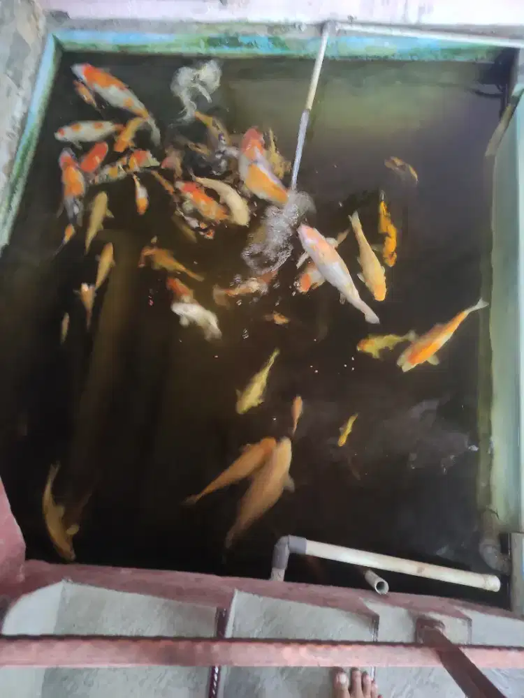 Ikan koi blitar borongan