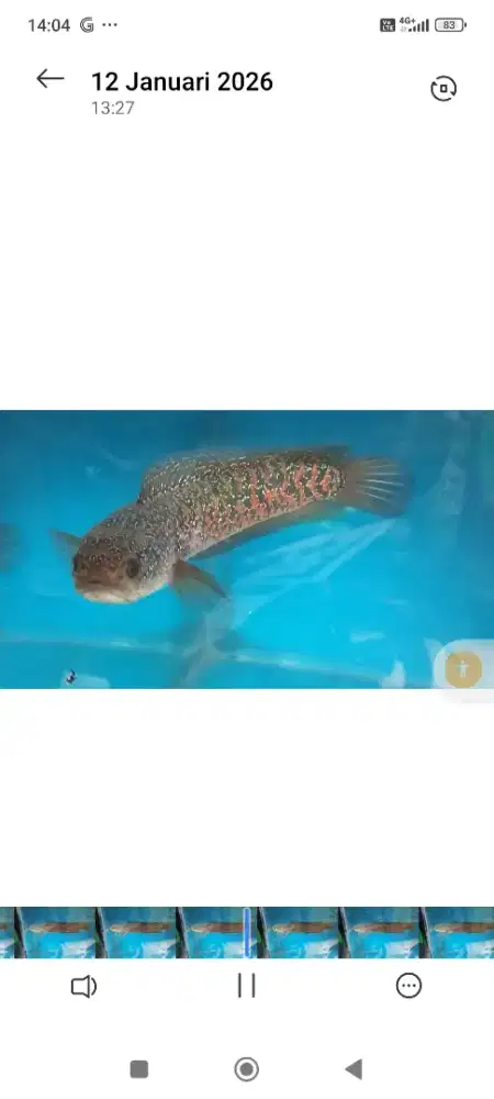 Ikan chana asiatica RS kalimaya