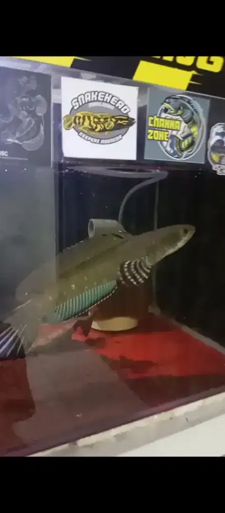 Ikan Chana Blue Pulcra