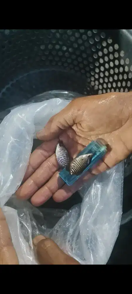 Bibit unggul ikan gurame soang ukuran ±bensolan