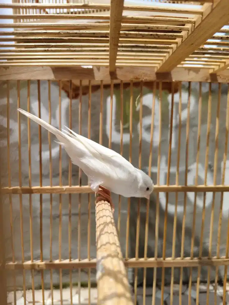 Kenari afsf jantan roldot putih bersih