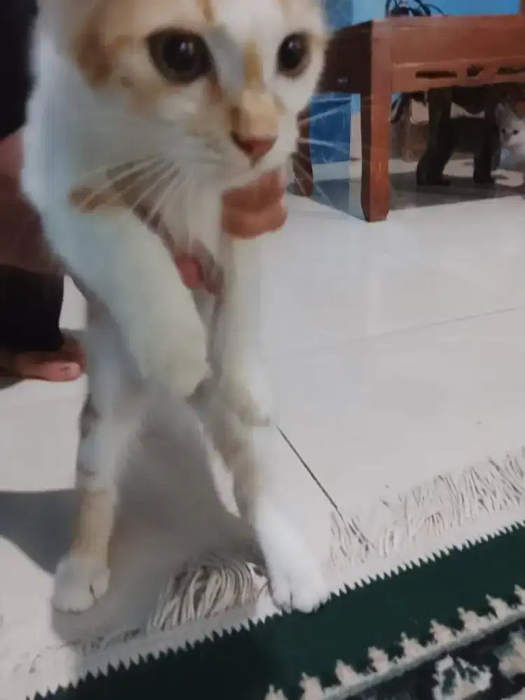 Persia mix ada 3 ekor