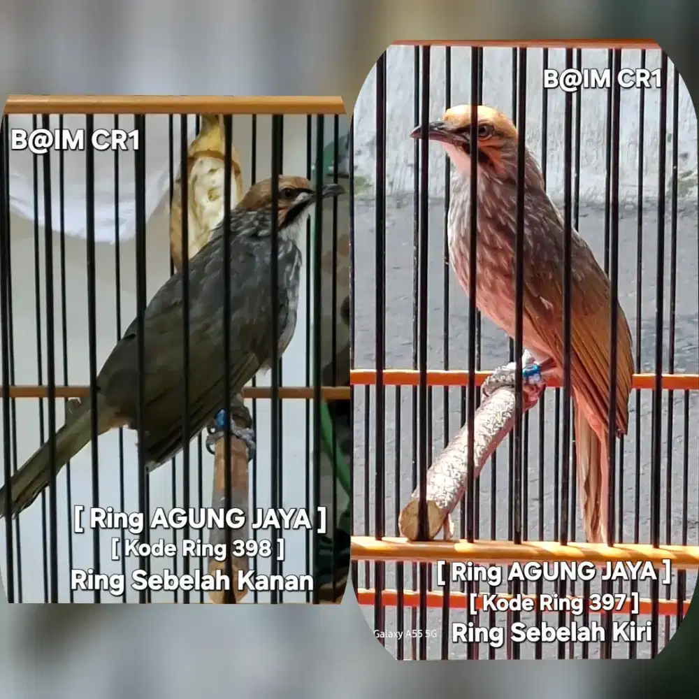 Cucak Rowo KUALITAS pasangan [ Ring & Trah Jelas ] Mulus & Body Big