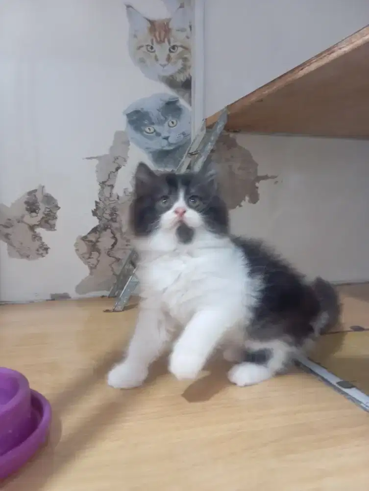 KUCING PERSIA MIX MAINECOON
