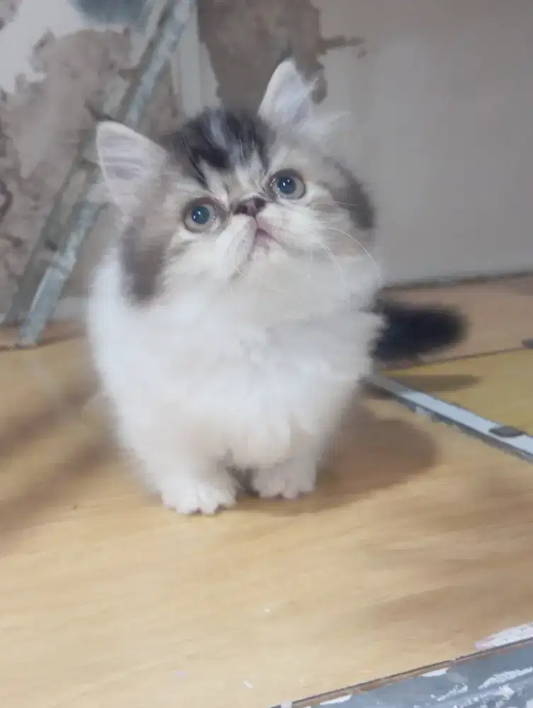 KUCING MUNCHKIN CEBOL