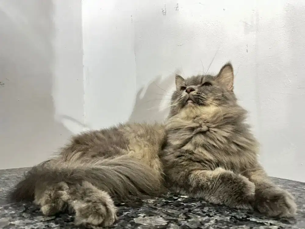 Persia betina longhair