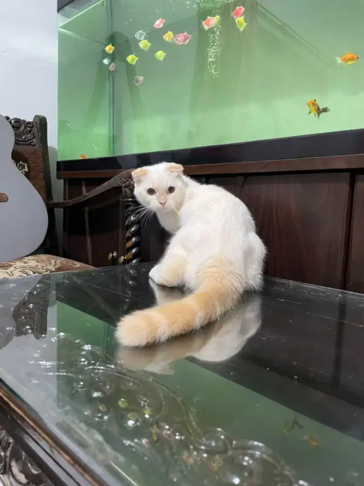 Lepas adopsi kucing scottish fold bukan persia bsh angora himalaya