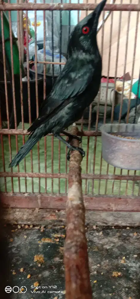 jual burung cucak keling jantan bunyi udh makan pur total