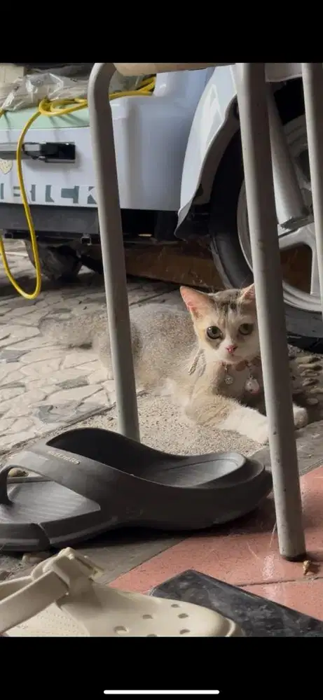 British shorthair bsh