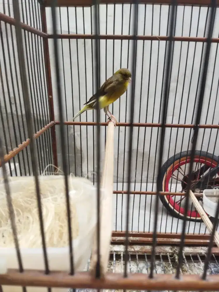 Kenari betina F1 dan loper sudah mbotoli