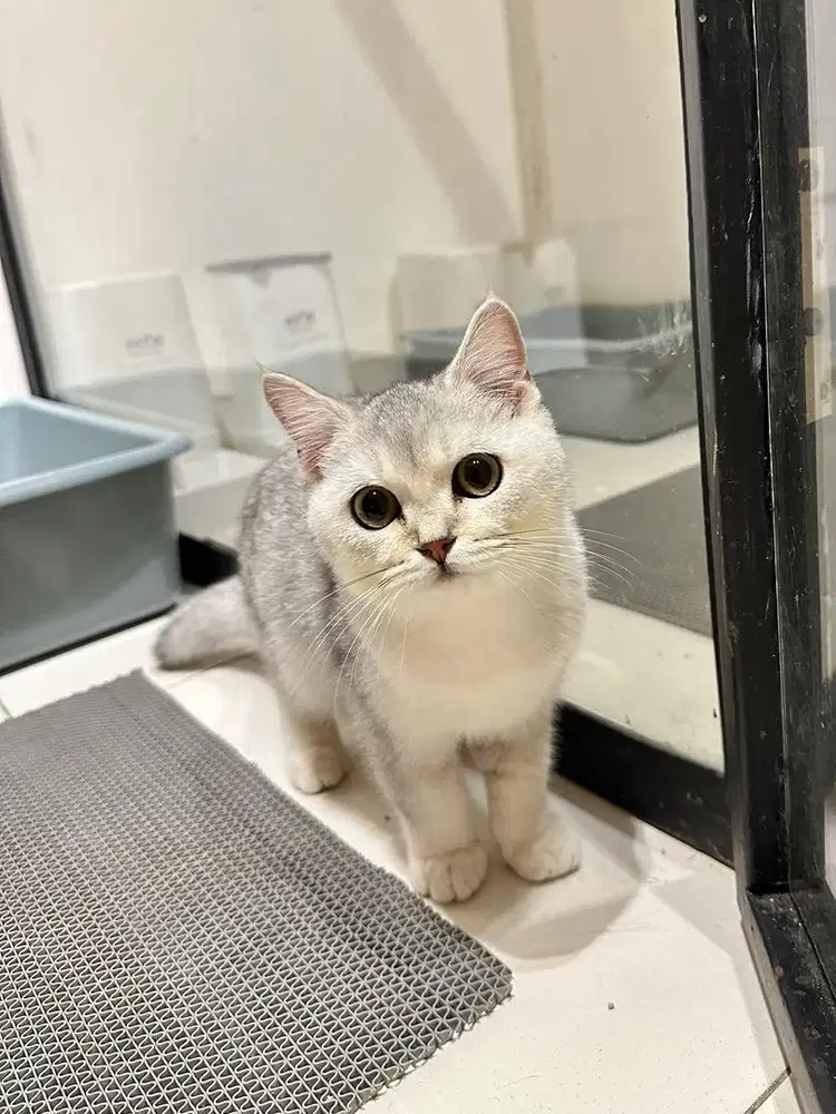 Kucing British Shorthair Bsh Silver